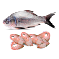 KATOL FISH